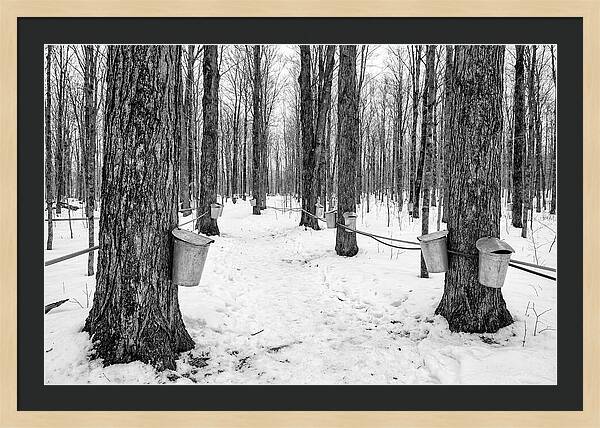 Spring Sap Collection In The Forest