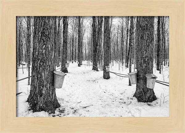 Spring Sap Collection In The Forest