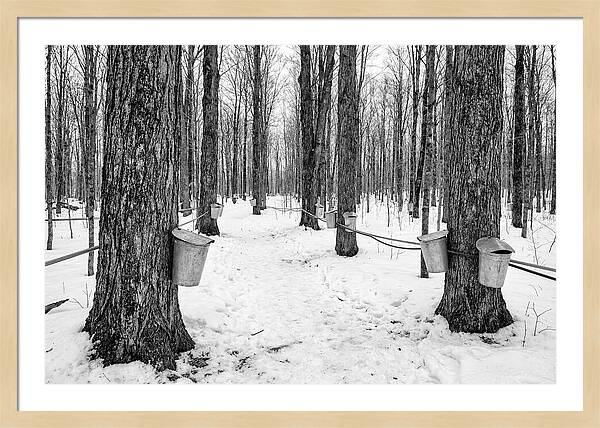Spring Sap Collection In The Forest