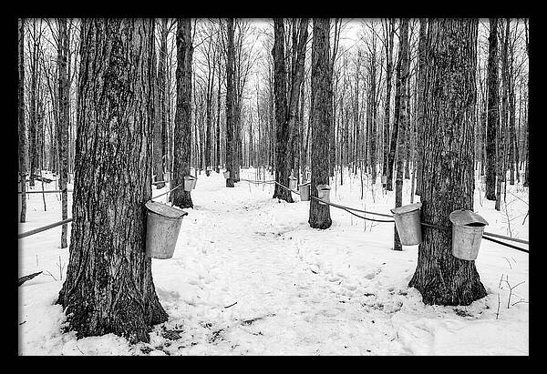Spring Sap Collection In The Forest