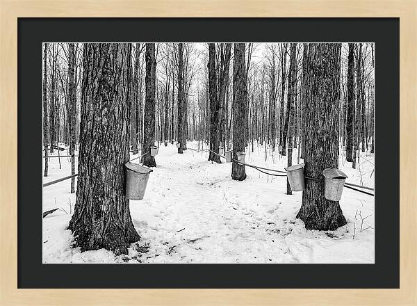 Spring Sap Collection In The Forest