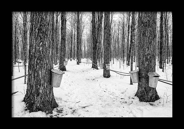 Spring Sap Collection In The Forest