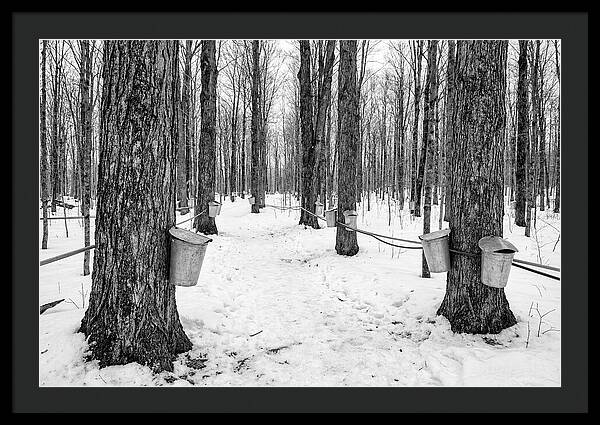 Spring Sap Collection In The Forest