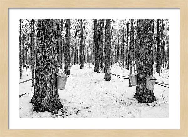 Spring Sap Collection In The Forest