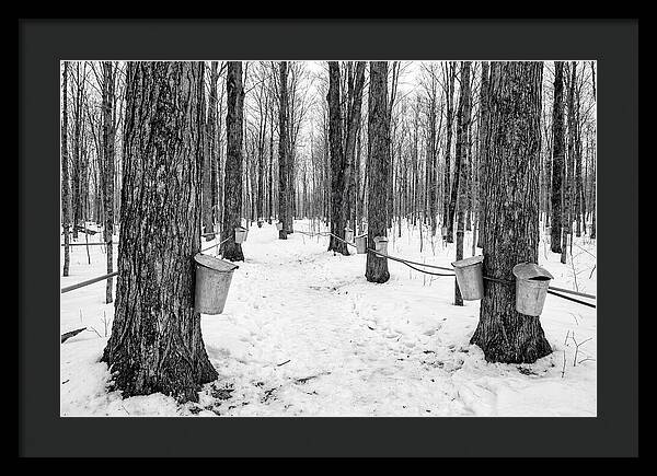 Spring Sap Collection In The Forest