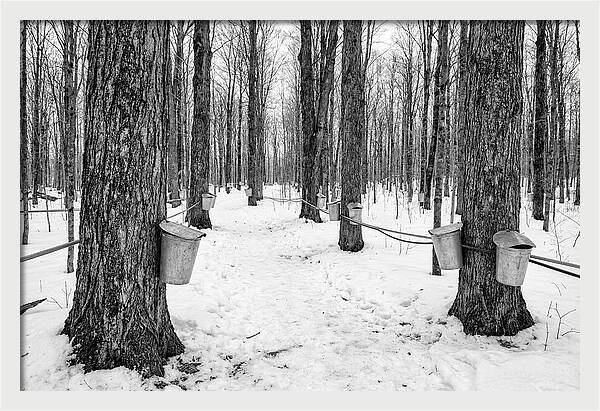Spring Sap Collection In The Forest