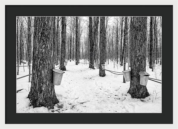 Spring Sap Collection In The Forest