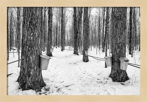 Spring Sap Collection In The Forest