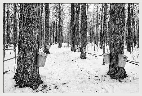 Spring Sap Collection In The Forest