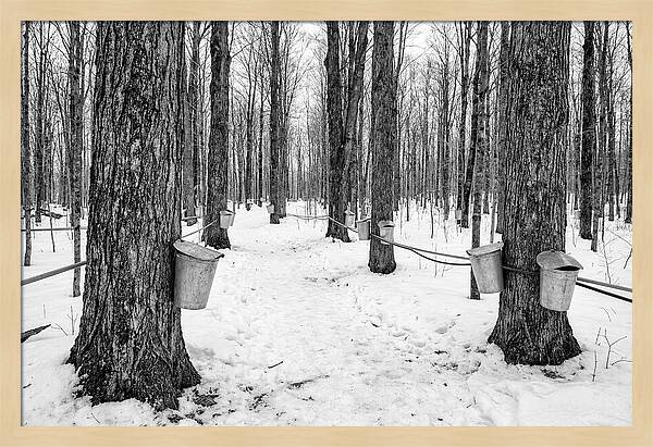 Spring Sap Collection In The Forest