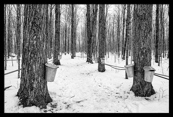 Spring Sap Collection In The Forest