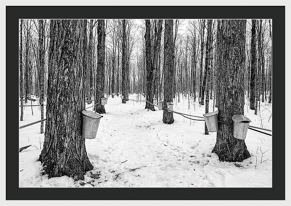 Spring Sap Collection In The Forest