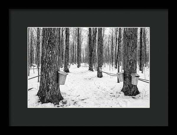 Spring Sap Collection In The Forest