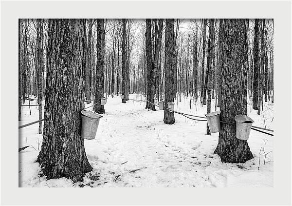 Spring Sap Collection In The Forest