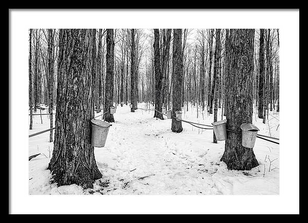 Spring Sap Collection In The Forest