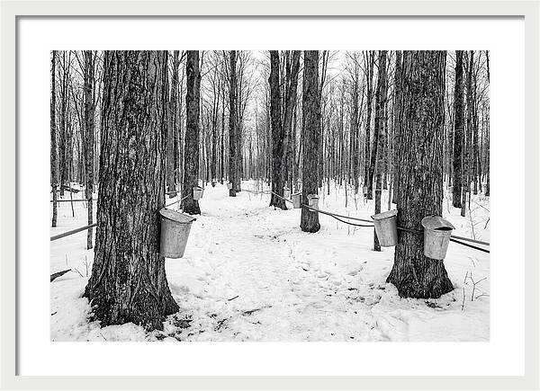 Spring Sap Collection In The Forest