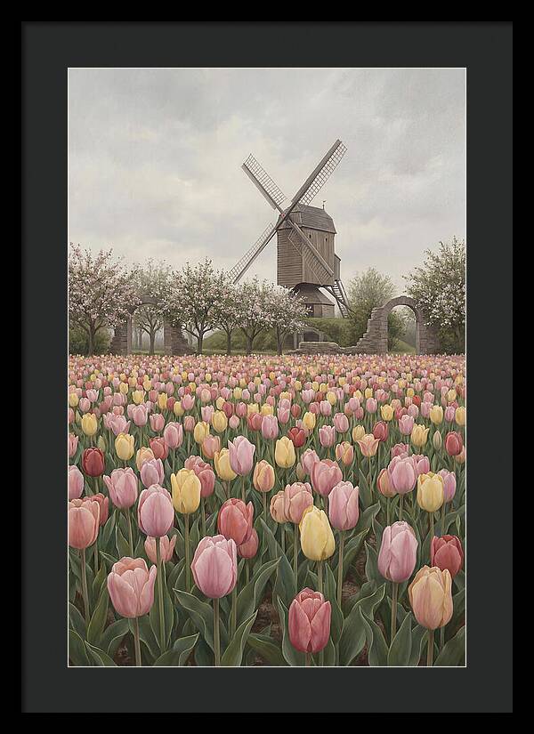 Spring Tulip Field With Windmill