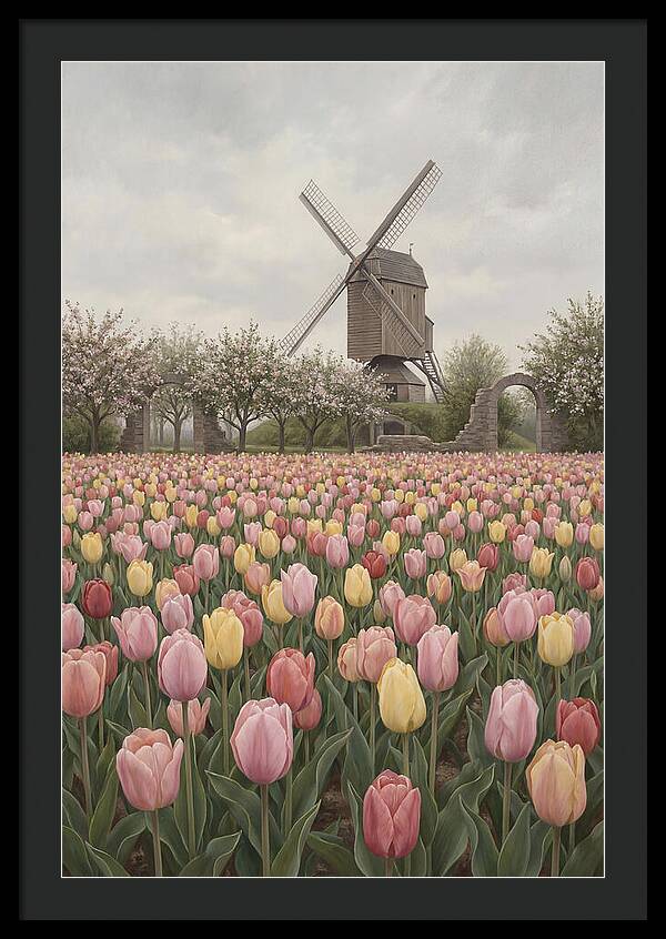 Spring Tulip Field With Windmill