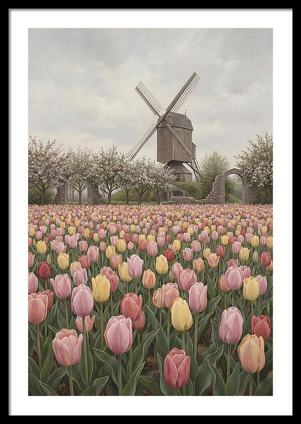 Spring Tulip Field With Windmill