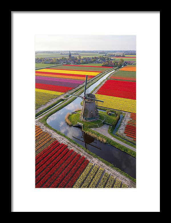 Spring Tulips And Windmill
