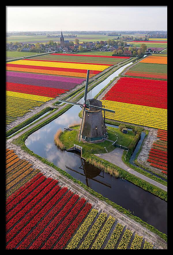 Spring Tulips And Windmill