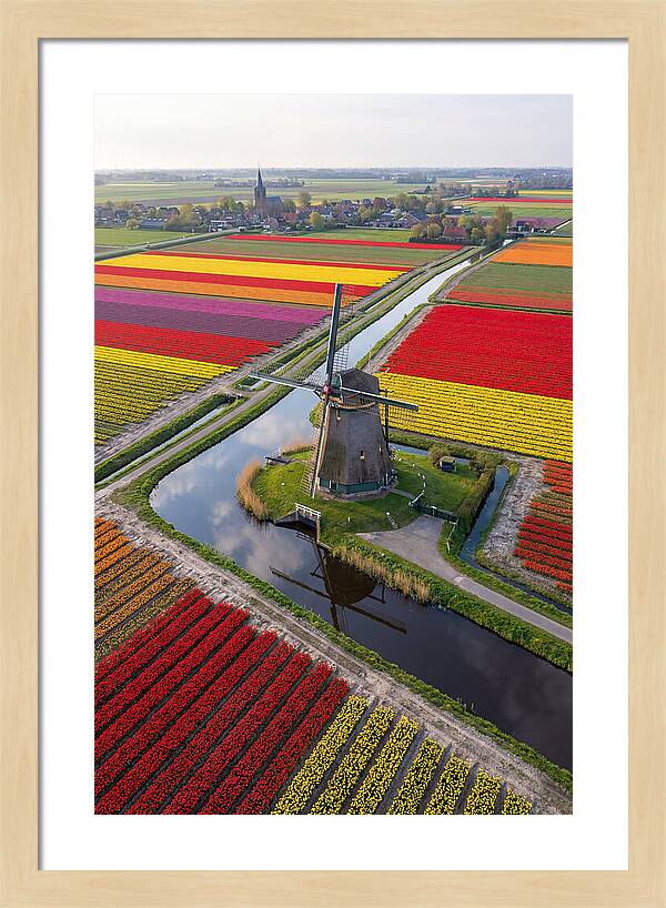 Spring Tulips And Windmill