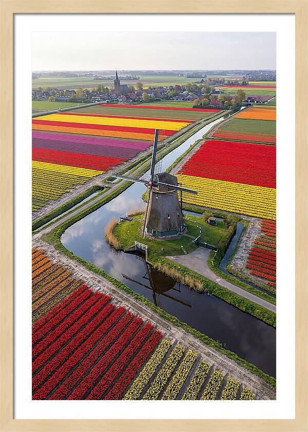 Spring Tulips And Windmill