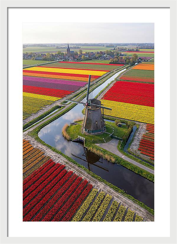 Spring Tulips And Windmill