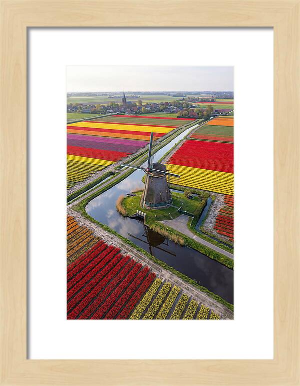 Spring Tulips And Windmill