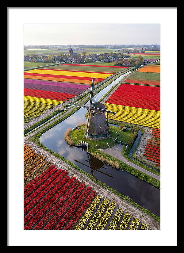 Spring Tulips And Windmill