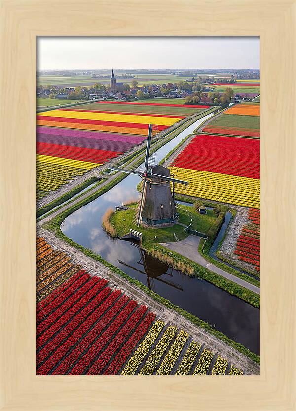 Spring Tulips And Windmill