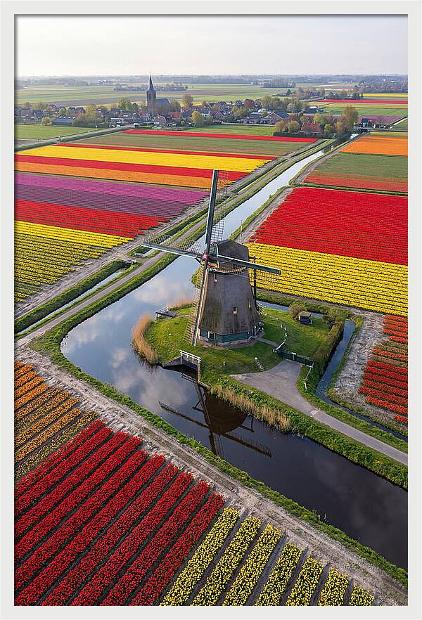 Spring Tulips And Windmill