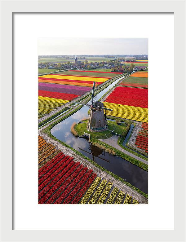 Spring Tulips And Windmill