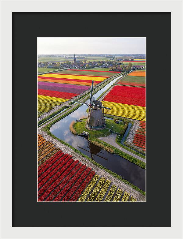 Spring Tulips And Windmill