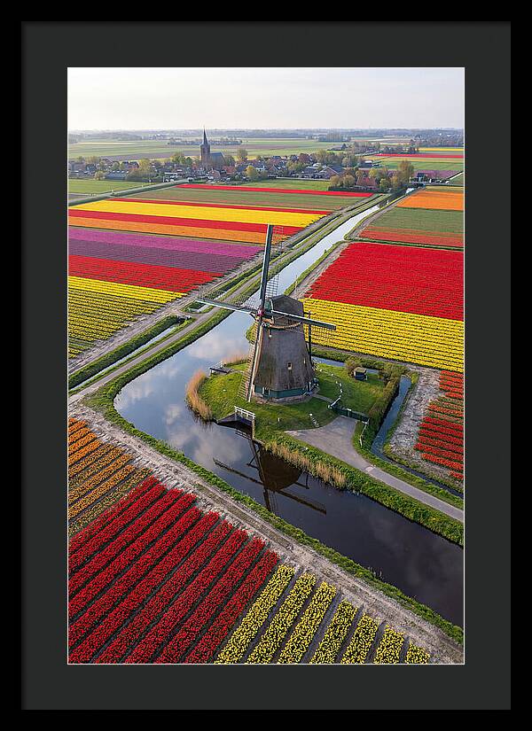 Spring Tulips And Windmill
