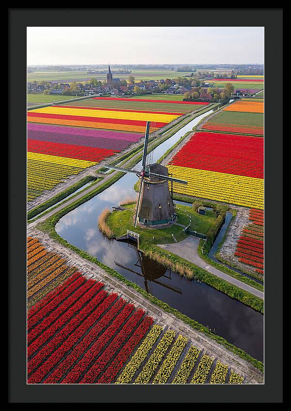 Spring Tulips And Windmill