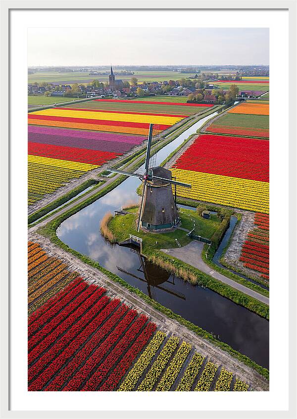 Spring Tulips And Windmill