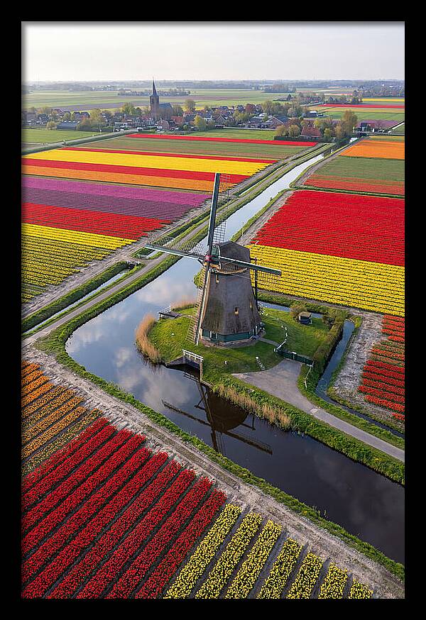 Spring Tulips And Windmill