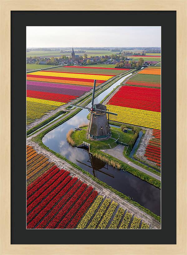 Spring Tulips And Windmill