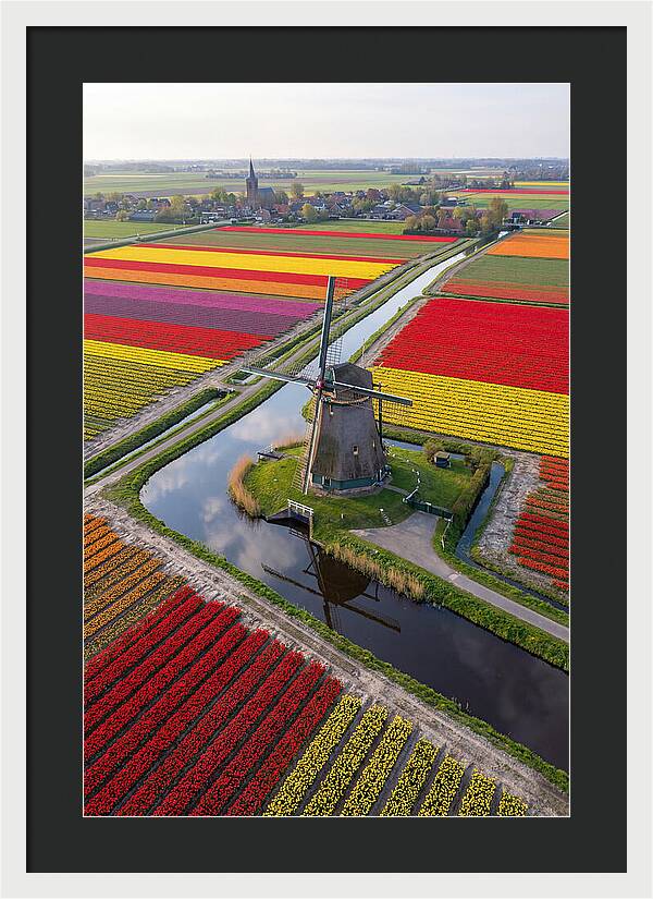 Spring Tulips And Windmill