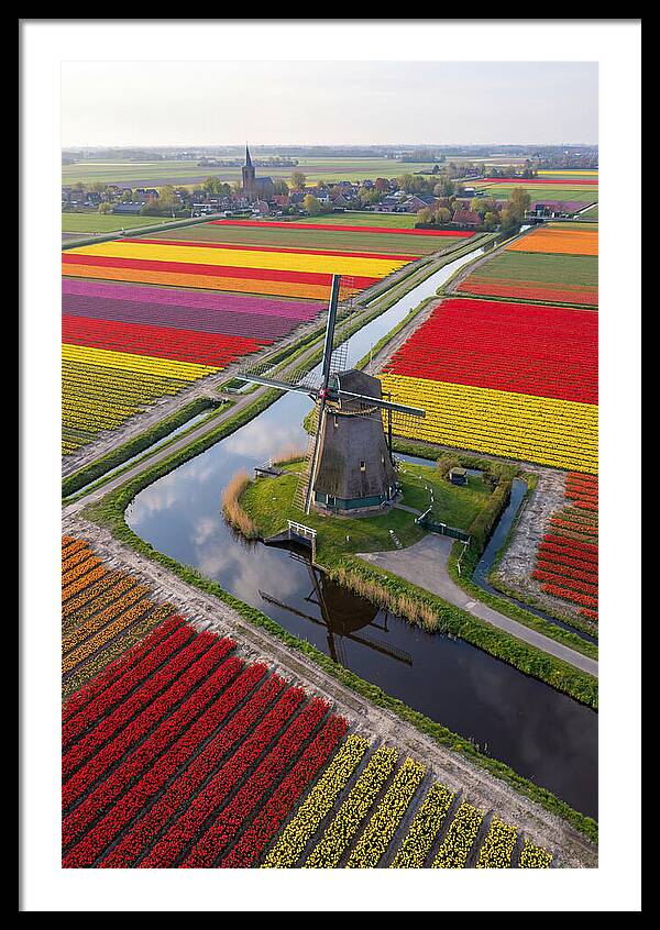 Spring Tulips And Windmill