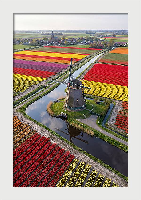 Spring Tulips And Windmill
