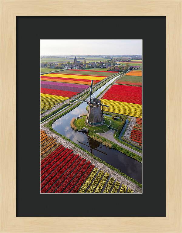 Spring Tulips And Windmill
