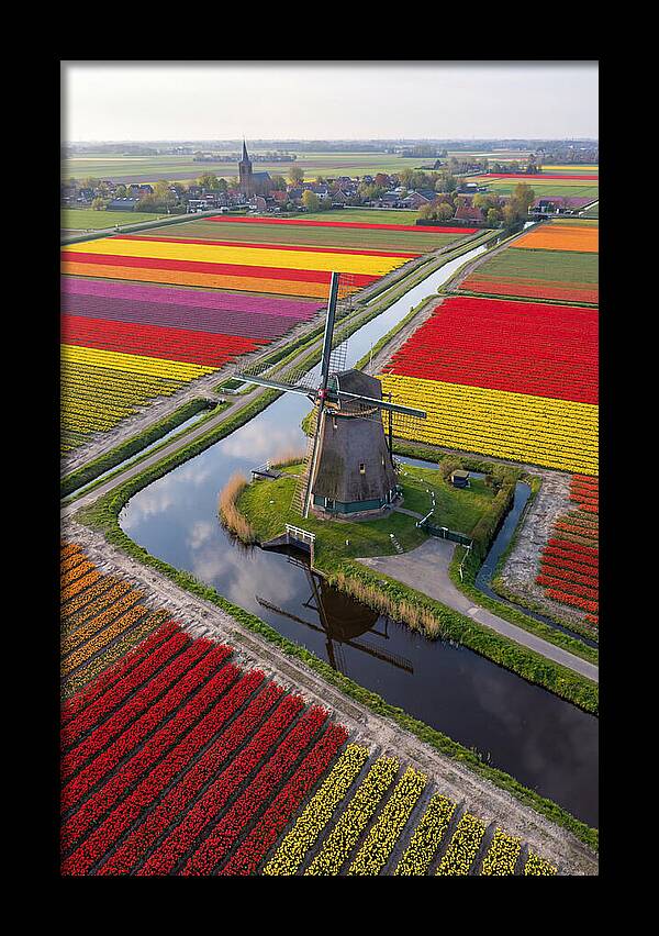 Spring Tulips And Windmill