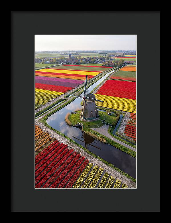 Spring Tulips And Windmill
