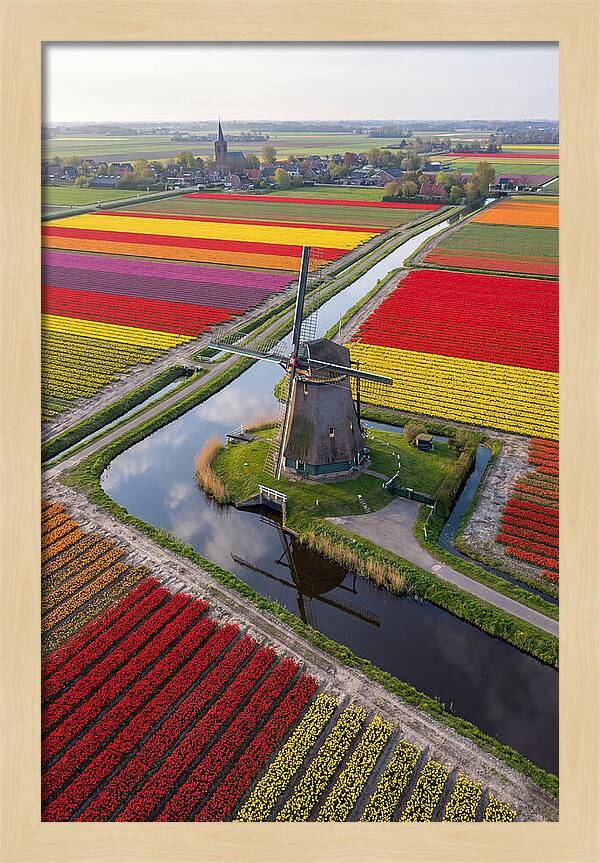 Spring Tulips And Windmill