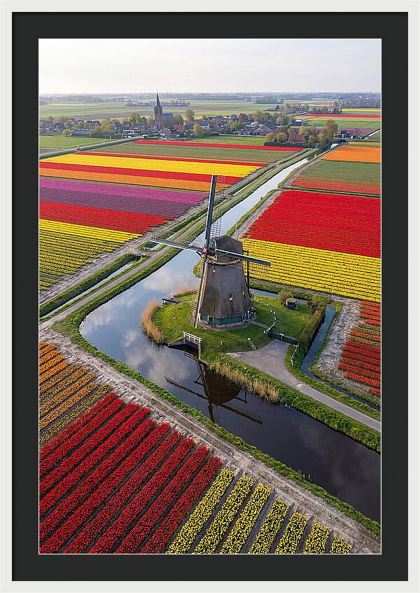 Spring Tulips And Windmill