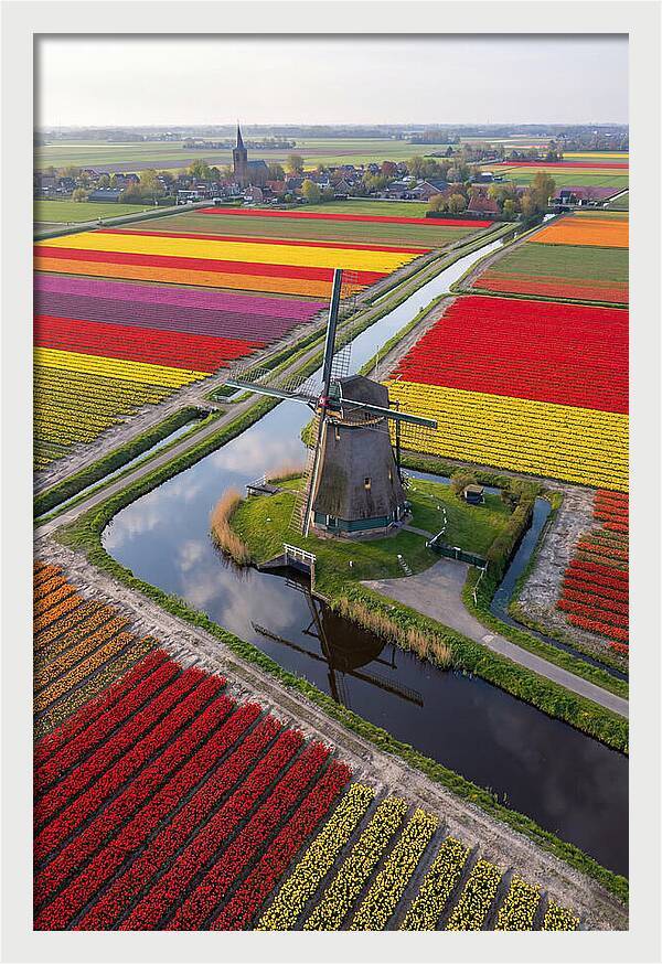 Spring Tulips And Windmill