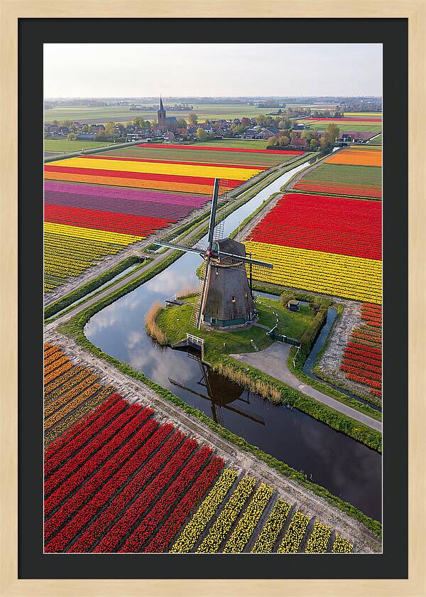 Spring Tulips And Windmill
