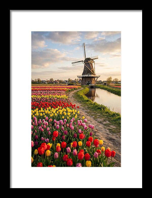 Spring Tulips By The Windmill